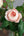 いつもありがとう｜いい夫婦の日のwabaraの花束 M - &YOUKAEN (アンドユーカエン)