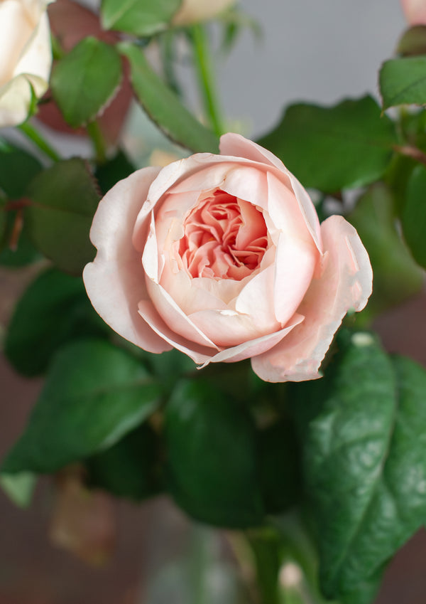 いつもありがとう｜いい夫婦の日のwabaraの花束 M - &YOUKAEN (アンドユーカエン)