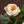 いつもありがとう｜いい夫婦の日のwabaraの花束 M - &YOUKAEN (アンドユーカエン)