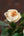 いつもありがとう｜いい夫婦の日のwabaraの花束 M - &YOUKAEN (アンドユーカエン)