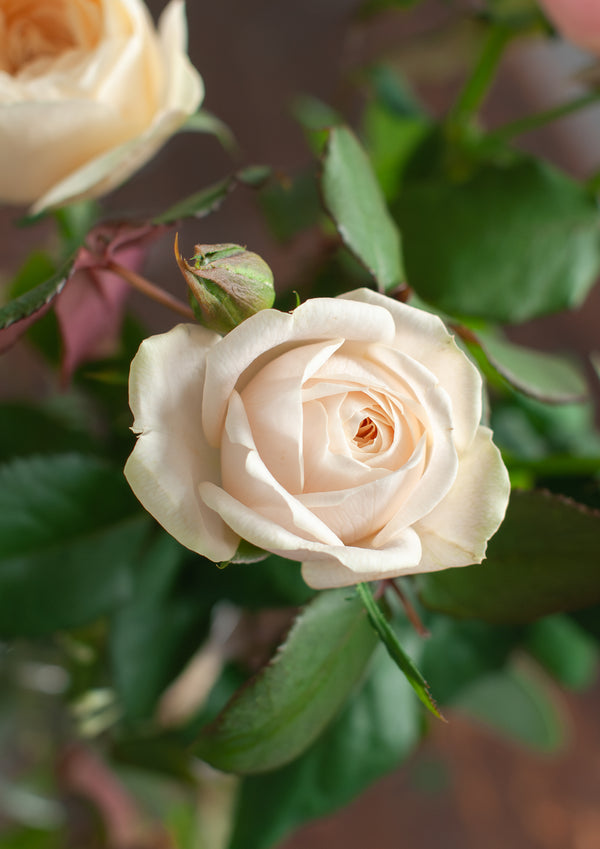 いつもありがとう｜いい夫婦の日のwabaraの花束 M - &YOUKAEN (アンドユーカエン)
