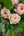 いつもあいしてる｜いい夫婦の日のwabaraの花束 L - &YOUKAEN (アンドユーカエン)