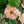 いつもあいしてる｜いい夫婦の日のwabaraの花束 L - &YOUKAEN (アンドユーカエン)