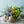【お中元】 ひまわりの花束「ブルーレモネード」GRサイズ サマーギフト2023 【おしゃれな夏の花束】