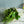 【お中元】 季節の花束「ヴェールグリーン」  ＜ハーブ＆グリーン＞M サマーギフト2023 【おしゃれな夏の花束】