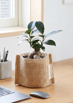 【2026年父の日の観葉植物】飾りやすくて育てやすい『ガジュマル』 - &YOUKAEN (アンドユーカエン)