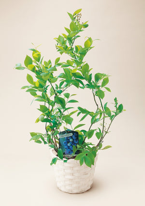 【2026年父の日の鉢植え】花言葉は、思いやり『ブルーベリー』 - &YOUKAEN (アンドユーカエン)