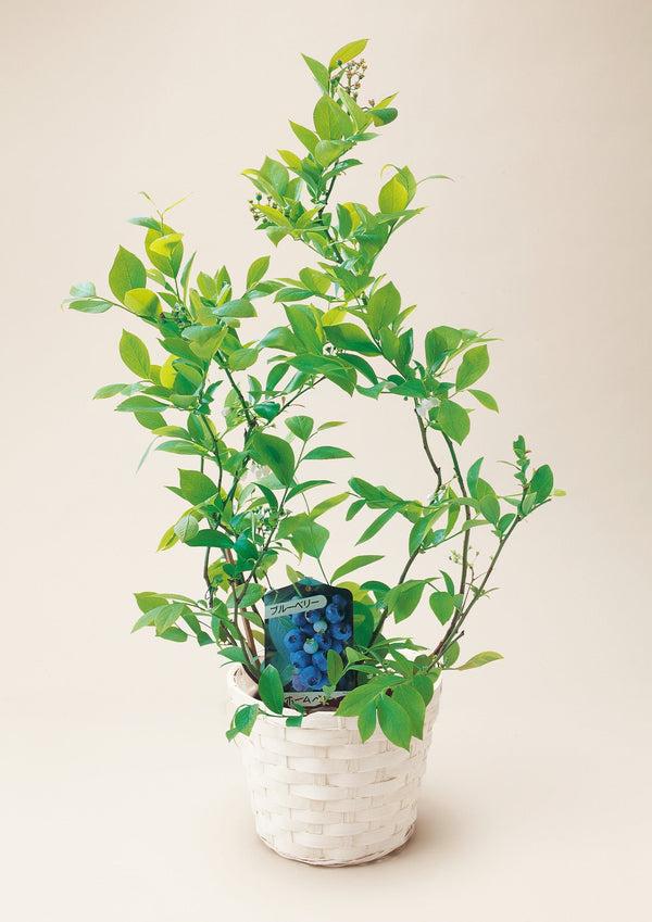 【2026年父の日の鉢植え】花言葉は、思いやり『ブルーベリー』 - &YOUKAEN (アンドユーカエン)