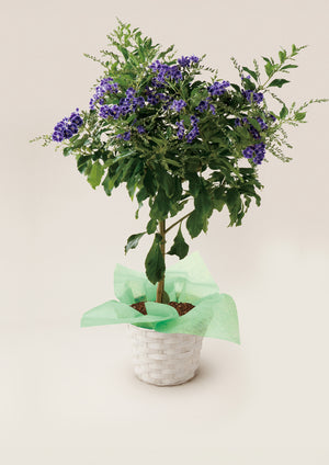 【2026年父の日の鉢植え】爽やかなブルーの花色『デュランタ 宝塚』 - &YOUKAEN (アンドユーカエン)