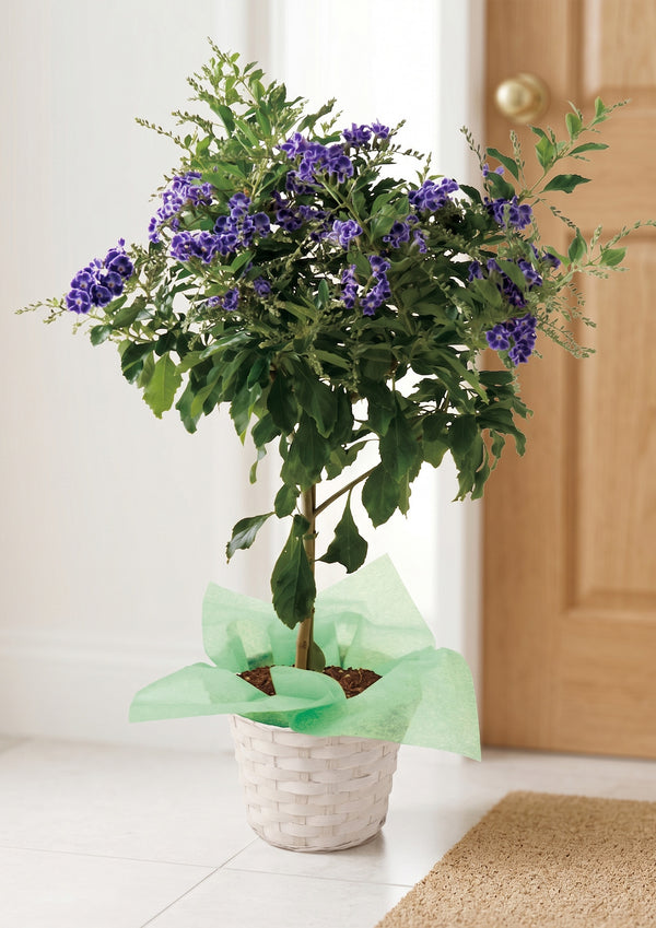 【2026年父の日の鉢植え】爽やかなブルーの花色『デュランタ 宝塚』 - &YOUKAEN (アンドユーカエン)