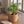 【2026年父の日の観葉植物】おしゃれな樹形が特徴の『パキラ』 - &YOUKAEN (アンドユーカエン)