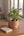 【2026年父の日の観葉植物】おしゃれな樹形が特徴の『パキラ』 - &YOUKAEN (アンドユーカエン)