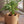 【2026年父の日の観葉植物】おしゃれな樹形が特徴の『パキラ』 - &YOUKAEN (アンドユーカエン)