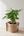 【2026年父の日の観葉植物】おしゃれな樹形が特徴の『パキラ』 - &YOUKAEN (アンドユーカエン)