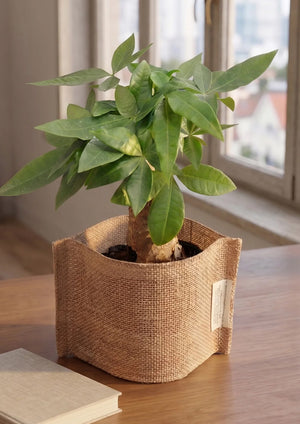 【2026年父の日の観葉植物】おしゃれな樹形が特徴の『パキラ』 - &YOUKAEN (アンドユーカエン)