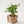 【2026年父の日の観葉植物】おしゃれな樹形が特徴の『パキラ』 - &YOUKAEN (アンドユーカエン)