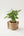 【2026年父の日の観葉植物】おしゃれな樹形が特徴の『パキラ』 - &YOUKAEN (アンドユーカエン)
