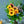 【2024年父の日の花】ひまわりの花束 「ブルーレモネード」Lサイズ