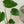 【2022年父の日の観葉植物】インテリアプランツ 『モンステラ』
