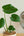 【2022年父の日の観葉植物】インテリアプランツ 『モンステラ』