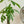 【2022年父の日の観葉植物】インテリアプランツ 『パキラ』