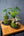 お皿付きおまかせコケ玉 新緑の癒しインテリア | FlowerDiary - &YOUKAEN (アンドユーカエン)