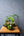 お皿付きおまかせコケ玉 新緑の癒しインテリア | FlowerDiary - &YOUKAEN (アンドユーカエン)