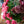 保科バラ園のバラを使った  秋色の「Autumn Bouquet」M【期間限定 オータムギフト】