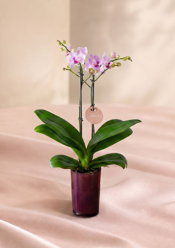 はじまる胡蝶蘭生活 ピンク系 Mサイズ（お手入れ簡単）｜敬老の日の贈り物 - &YOUKAEN (アンドユーカエン)