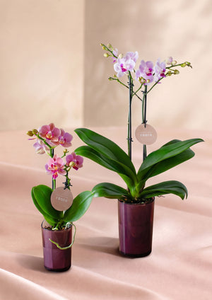 お揃いのお花で絆をつなぐ。一緒にはじめる胡蝶蘭生活 S・Mセット｜敬老の日限定ギフト - &YOUKAEN (アンドユーカエン)