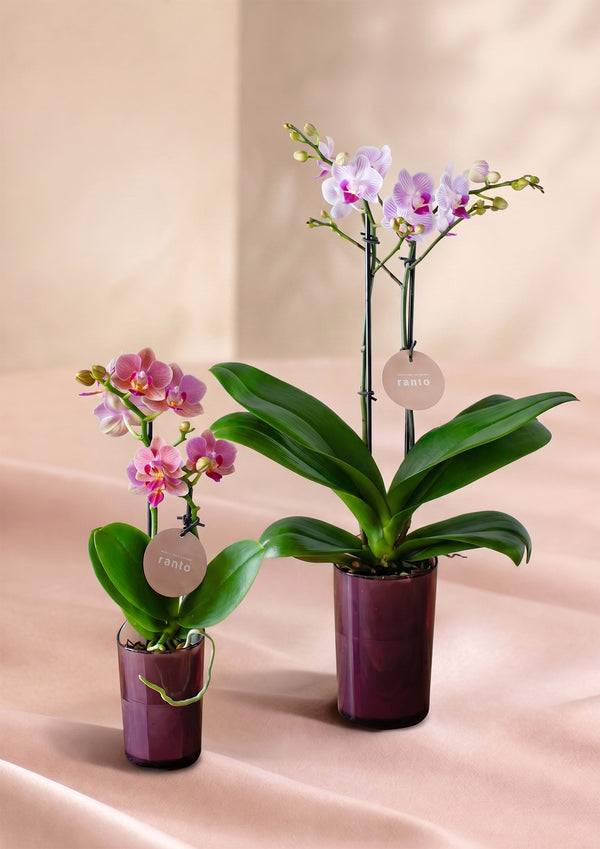 お揃いのお花で絆をつなぐ。一緒にはじめる胡蝶蘭生活 S・Mセット｜敬老の日限定ギフト - &YOUKAEN (アンドユーカエン)