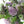 記念日の花束 四季の花を贈る -Chic-