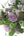 記念日の花束 四季の花を贈る -Chic-
