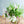 【期間限定】1月を届ける季節の花束「bright spring」
