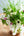【期間限定】1月を届ける季節の花束「bright spring」寄り