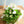 【期間限定】1月を届ける季節の花束「bright spring」置き