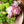 【期間限定】5月を届ける！香り華やぐ季節の花束「芍薬とライラック - fleur parfumée - 」 - &YOUKAEN (アンドユーカエン)