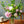 【期間限定】5月を届ける！香り華やぐ季節の花束「芍薬とライラック - fleur parfumée - 」 - &YOUKAEN (アンドユーカエン)