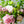 【期間限定】5月を届ける！香り華やぐ季節の花束「芍薬とライラック - fleur parfumée - 」 - &YOUKAEN (アンドユーカエン)