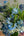 【期間限定】6月を届ける！季節の色を楽しむ花束「雨と紫陽花 - blue hydrangea - 」 - &YOUKAEN (アンドユーカエン)
