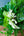 【期間限定】7月を届ける！夏のグリーンを楽しむ花束「Rainforest - 熱帯のグリーン - 」 - &YOUKAEN (アンドユーカエン)