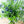 【期間限定】8月を届ける！季節の移ろいを愉しむ花束「Wistaria - ゆく夏の蒼 - 」 - &YOUKAEN (アンドユーカエン)