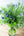【期間限定】8月を届ける！季節の移ろいを愉しむ花束「Wistaria - ゆく夏の蒼 - 」 - &YOUKAEN (アンドユーカエン)