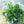 【期間限定】8月を届ける！季節の移ろいを愉しむ花束「Wistaria - ゆく夏の蒼 - 」 - &YOUKAEN (アンドユーカエン)