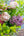 【期間限定】5月をお届け！初夏の風景を束ねた花束「芍薬とライラック - les parfums de mai - 」 - &YOUKAEN (アンドユーカエン)