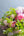 【期間限定】5月をお届け！初夏の風景を束ねた花束「芍薬とライラック - les parfums de mai - 」 - &YOUKAEN (アンドユーカエン)