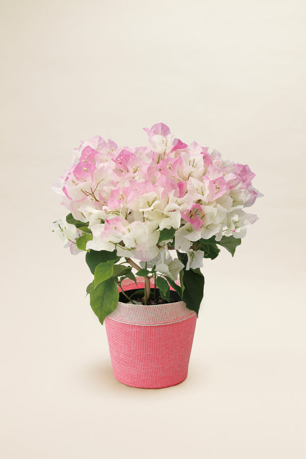 【母の日 鉢植え】ブーゲンビレア ピンクグラデーション｜優しいピンク色が素敵な鉢植え - &YOUKAEN (アンドユーカエン)