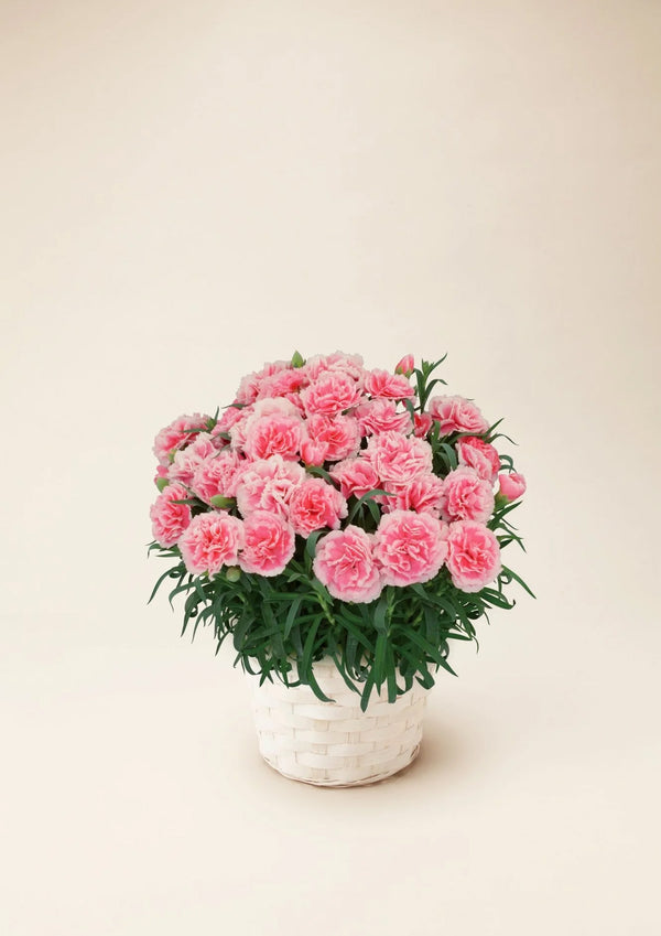 【母の日 鉢植え】カーネーション ティーパーティ｜母の日定番のカーネーション - &YOUKAEN (アンドユーカエン)