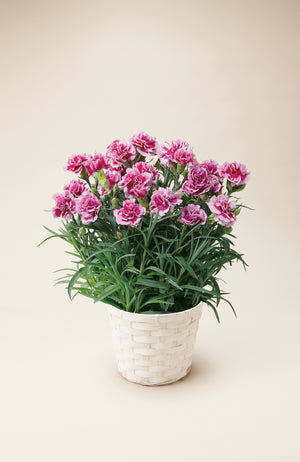 【母の日 鉢植え】カーネーション オルフィカ｜ホワイトとパープルの組み合わせがオシャレなカーネーションの鉢植え - &YOUKAEN (アンドユーカエン)