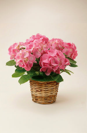 【母の日 鉢植え】アジサイ ピーチ姫 ｜ボリュームいっぱい優しいピンクのアジサイの鉢植え - &YOUKAEN (アンドユーカエン)